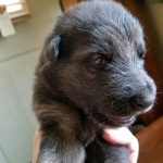 Burgin Snowcloud German Shepherd Puppy for Sale black and tan female #1 two weeks old
