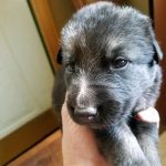 Burgin Snowcloud German Shepherd Puppy for Sale black and tan male #2 two weeks old