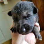 Burgin Snowcloud German Shepherd Puppy for Sale black and tan male #3 for sale two weeks old