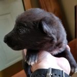 Burgin Snowcloud German Shepherd Puppy for Sale black female two weeks old