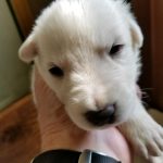 Burgin Snowcloud German Shepherd Puppy for Sale white female #2 two weeks old
