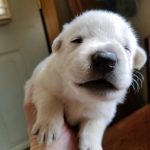 Burgin Snowcloud German Shepherd Puppy for Sale white male #1 two weeks old