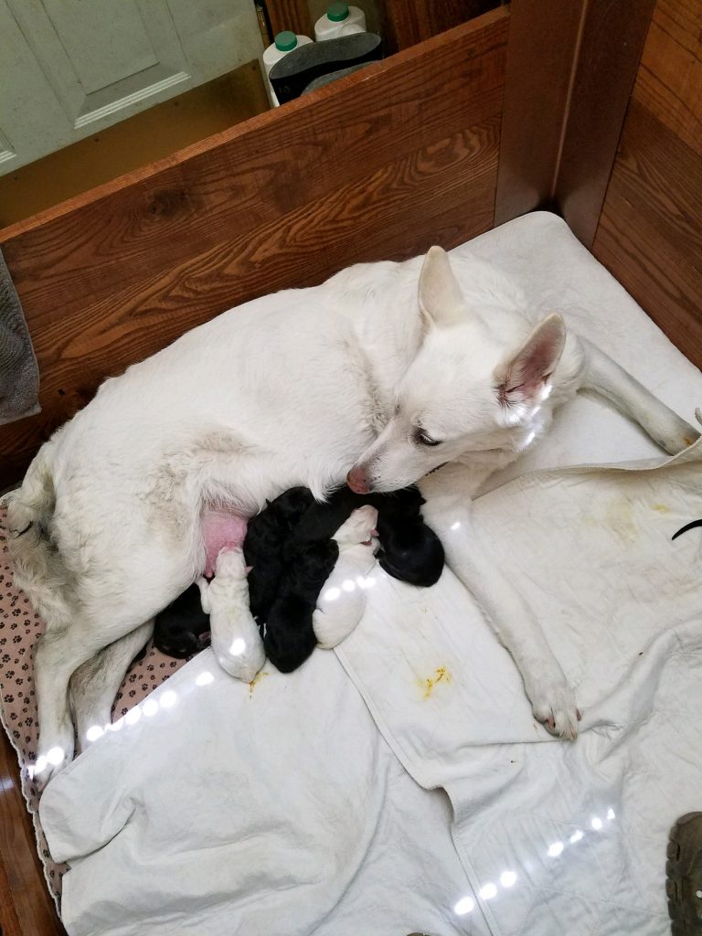Shiloh and 10 snowcloud german shepherd puppies aug 2018