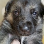 Burgin Snowcloud German Shepherd Puppy for Sale black and tan male with white stripe on chest blue collar three weeks old