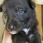 Burgin Snowcloud German Shepherd Puppy for Sale black female beige collar three weeks old