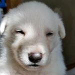 Burgin Snowcloud German Shepherd Puppy for Sale white female blue collar three weeks old