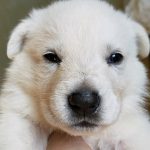 Burgin Snowcloud German Shepherd Puppy for Sale white male black collar three weeks old