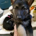 German Shepherd puppy black and tan male green collar 6 weeks old sold to Beth Wyoming Thank you