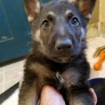 German Shepherd puppy black and tan male red collar 6 weeks old- sold to Carol Brodus MT- thank you