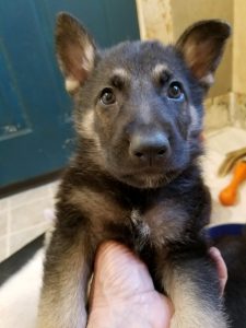 German Shepherd puppy black and tan male red collar 6 weeks old- sold to Carol Brodus MT- thank you
