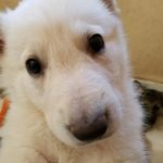 German Shepherd puppy - white female purple collar 6 weeks old sold to Olsen- Idaho- Thank you
