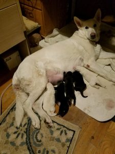 Shiloh and her puppies
