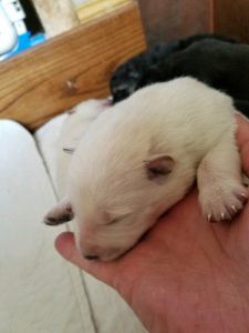 snowcloud german shepherd puppy for sale white male Tinks litter #1