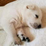 Snowcloud German Shepherd Puppy for sale Tinks litter White male two weeks old