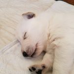 Snowcloud German Shepherd Puppy for sale Tinks litter White male #2 two weeks old