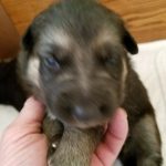 Snowcloud German Shepherd Puppy for sale Tinks litter Black and Tan female #1 two weeks old
