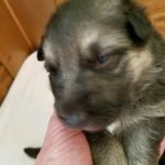 Snowcloud German Shepherd Puppy for sale Tinks litter Black and Tan female #2 two weeks old