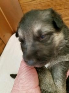 Snowcloud German Shepherd Puppy for sale Tinks litter Black and Tan female #2 two weeks old