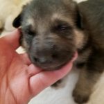 Snowcloud German Shepherd Puppy for sale Tinks litter Black and Tan female #3 two weeks old