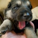 Snowcloud German Shepherd Puppy for sale Shilohs litter Black and Tan female two weeks old