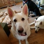 Shiloh Snow Cloud German Shepherd Adult Female