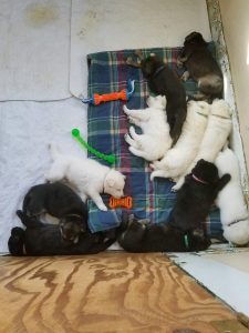 Puppies sleeping
