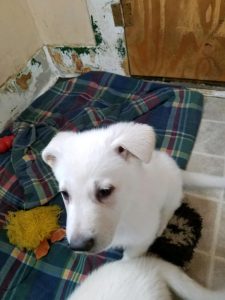 White Male Snowcloud German Shepherd puppy- light blue collar- 7 weeks old for Sale