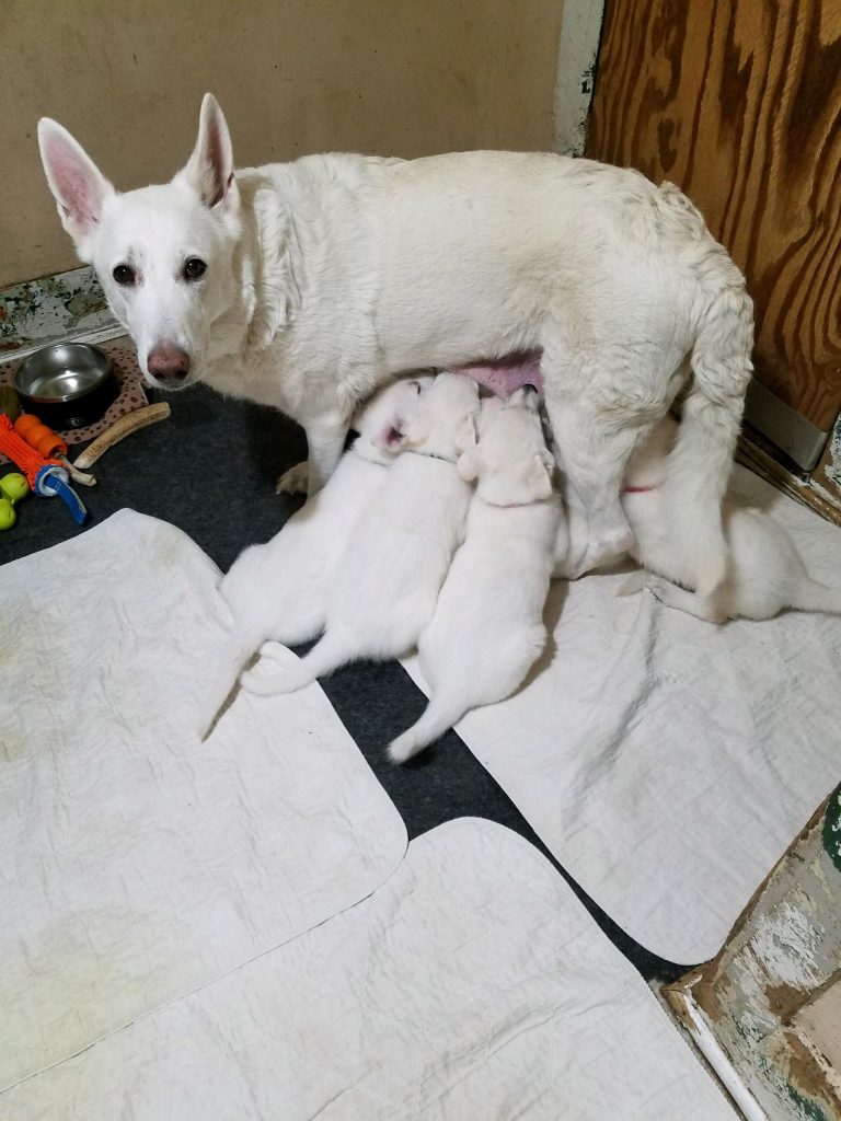 Shiloh and her 6 week old puppies