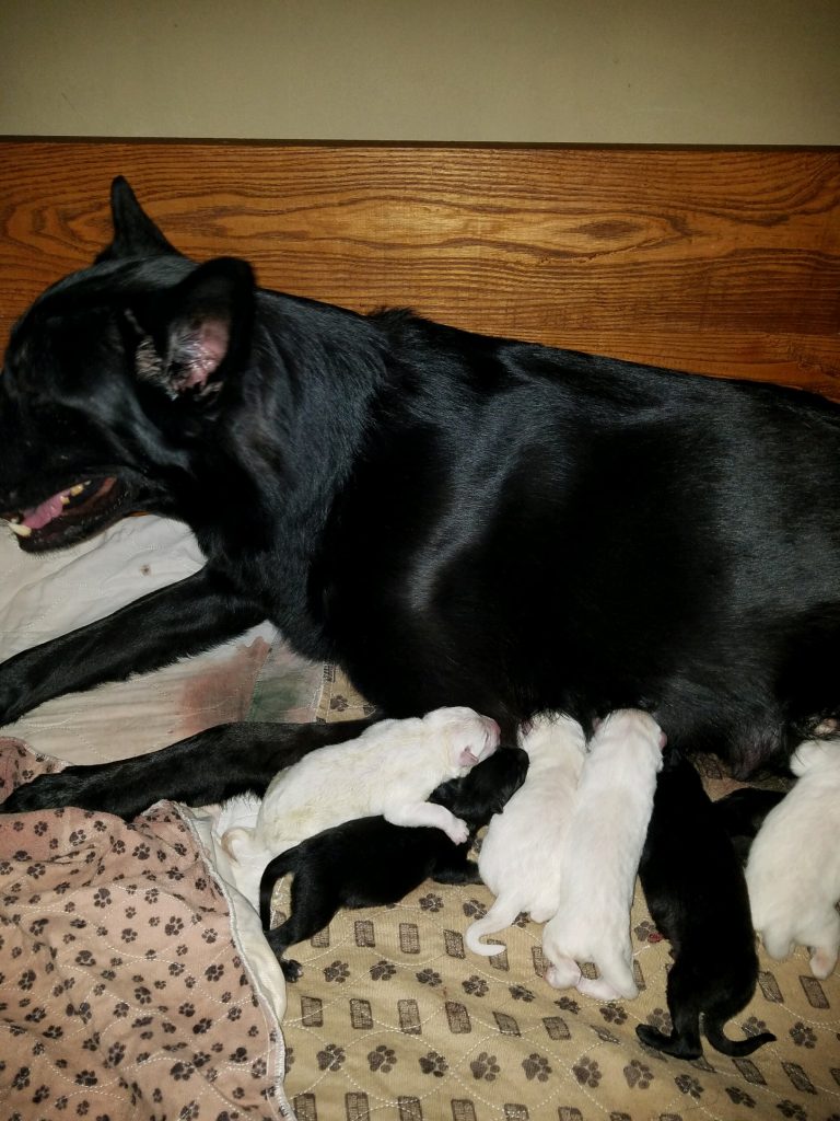 Shawnee with 9 Snowcloud German Shepherd Puppies for Sale