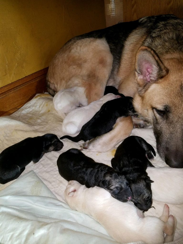 Dee Dee and her pups- Feb 5, 2021