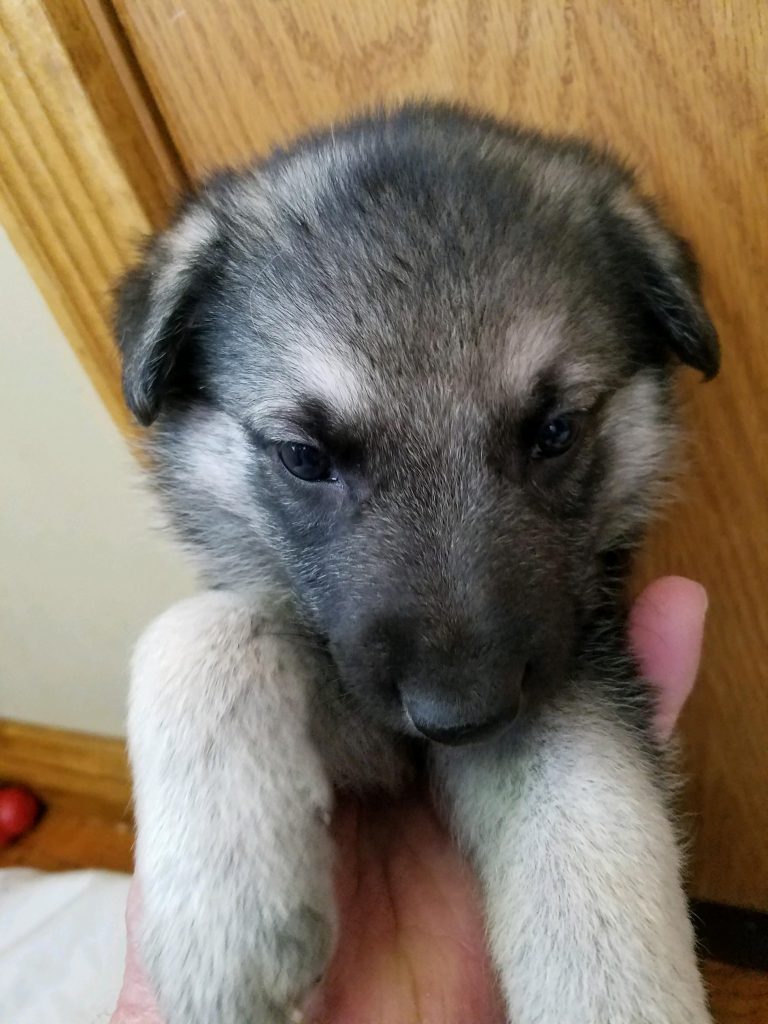 black and silver male puppy