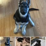 Silver and Black German Shepherd Color Line- Ivor in Wyoming