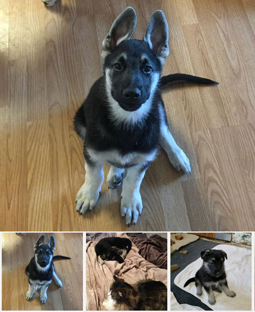 Silver and Black German Shepherd Color Line- Ivor in Wyoming