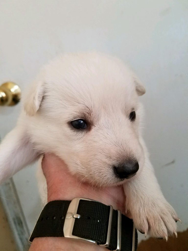 White Female #4 Snowcloud German Shepherd Puppy for Sale