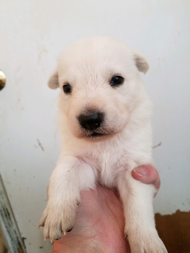 White Male Snowcloud German Shepherd Puppy for Sale