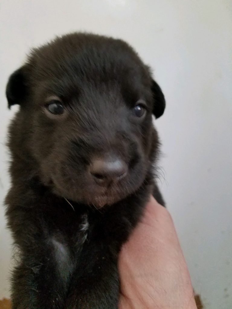 Black Male Snowcloud German Shepherd Puppy for Sale