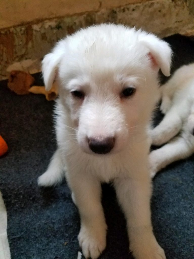 male snowcloud german shepherd puppy for sale