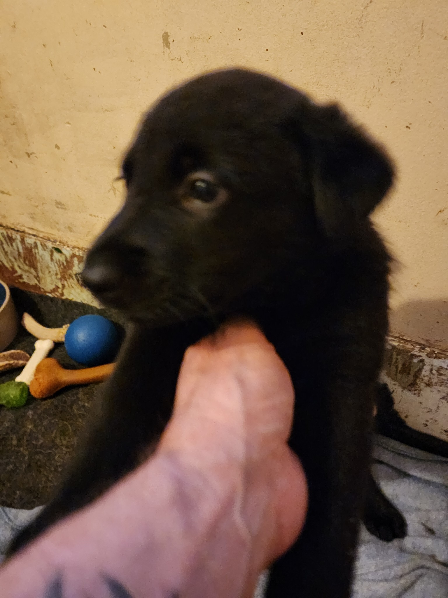 Snowcloud German Shepherd Puppy for Sale- black female #2 for sale