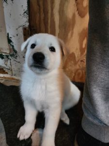 Snowcloud German Shepherd Puppy for Sale- large white male puppy sold George, Florida
