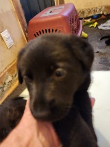 Snowcloud German Shepherd Puppy for Sale- black female #1 for sale