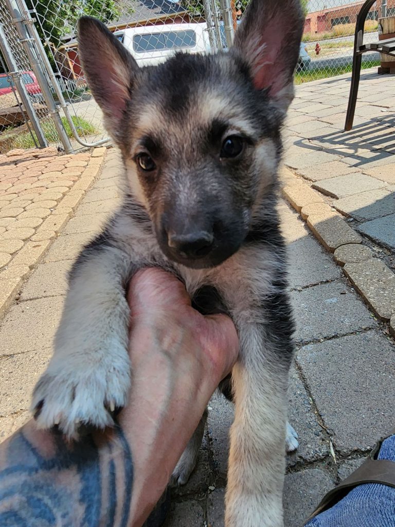 Black and Silver female Snow Cloud German Shepherd puppy for sale #1