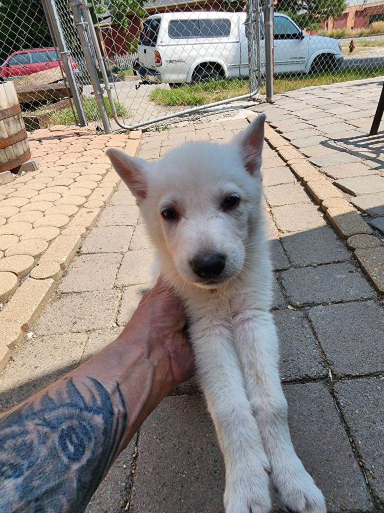 White male Snow Cloud German Shepherd puppy for sale #3
