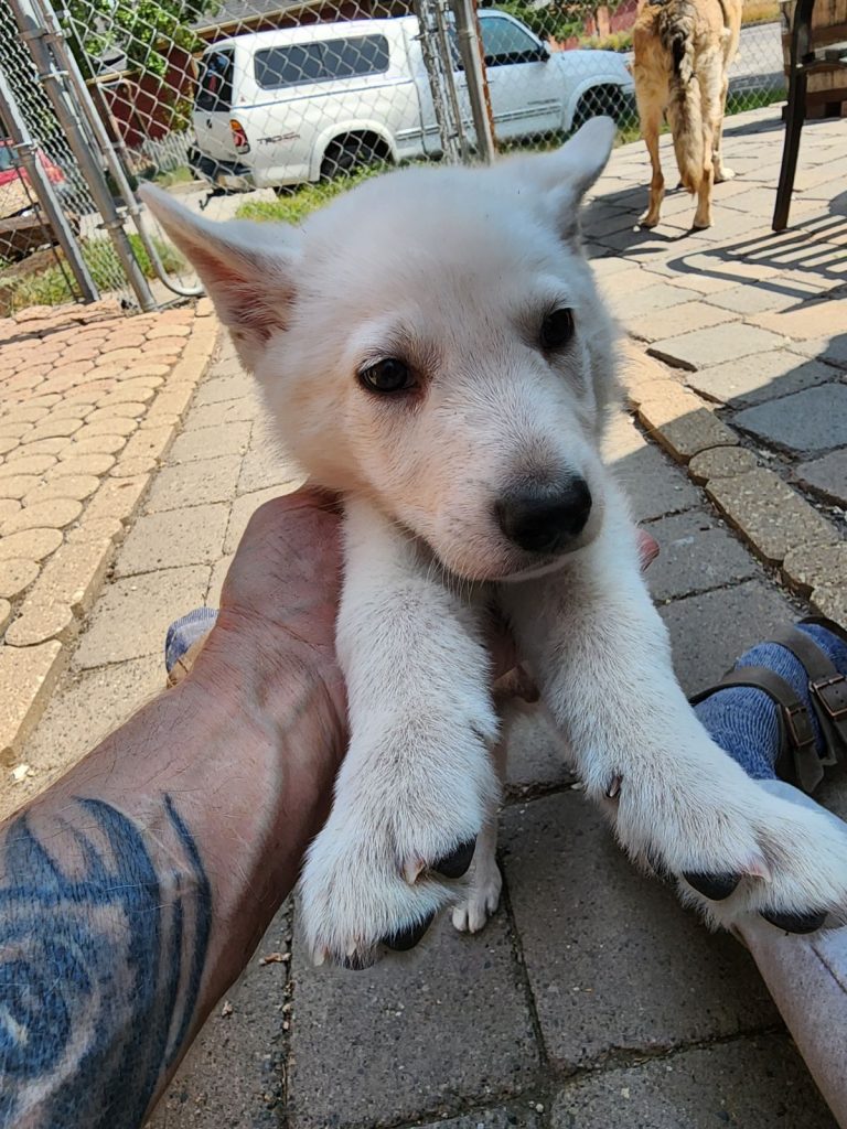 White male Snow Cloud German Shepherd puppy for sale #2