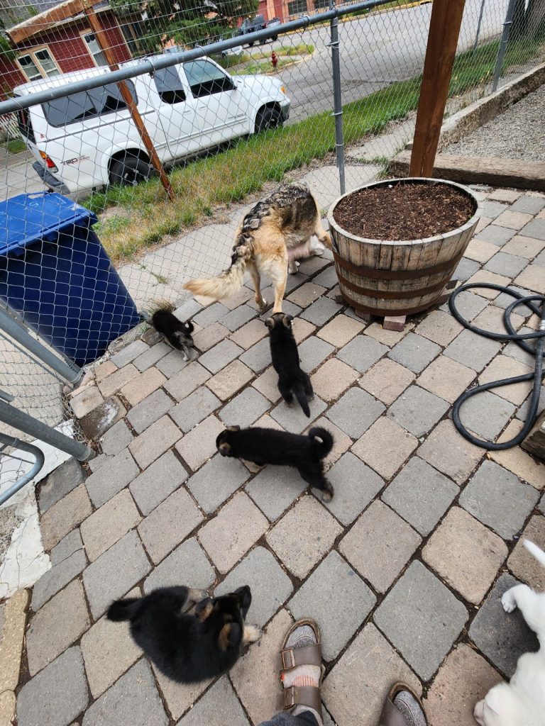 Puppies first day outside