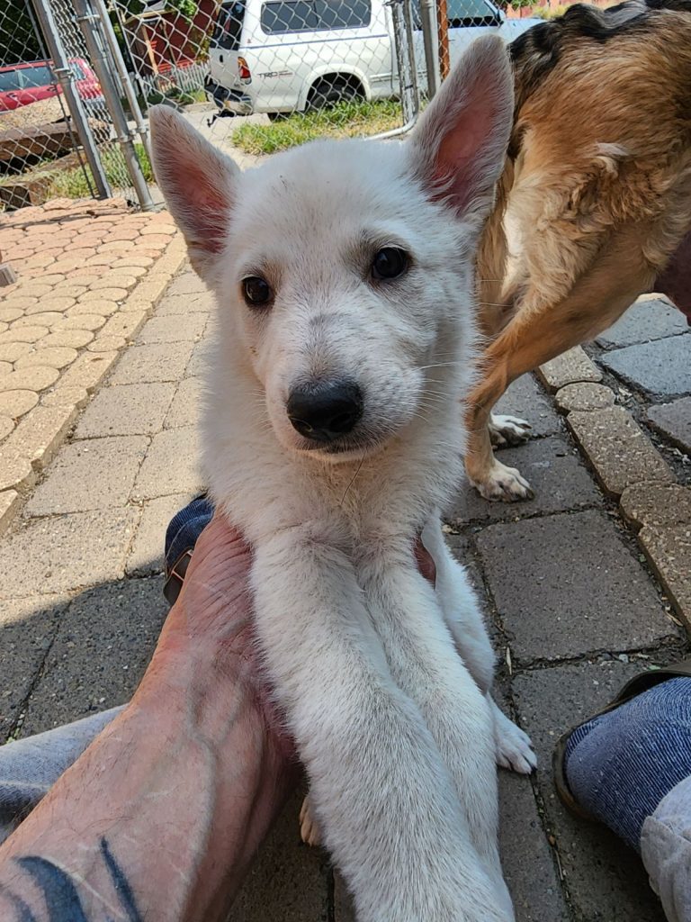 White female Snow Cloud German Shepherd puppy for sale #2