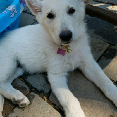 Burgin Snowcloud German Shepherd puppy white female #1, 9 weeks old for sale.