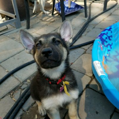 Burgin Snowcloud German Shepherd Black and Tan female puppy,#2 for sale