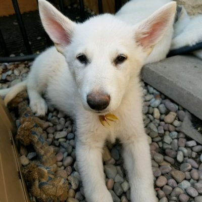 Burgin Snowcloud German Shepherd puppy white female #3, 9 weeks old for sale.