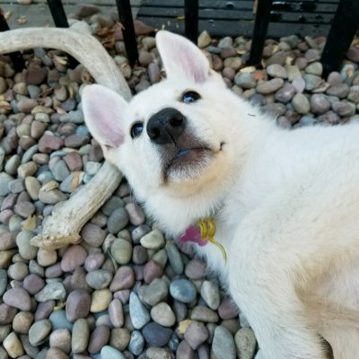 Burgin Snowcloud German Shepherd puppy white female #4, 9 weeks old for sale.