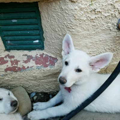 Burgin Snowcloud German Shepherd puppy white female #6, 9 weeks old for sale